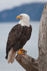 Fototapeta na wymiar American Bald Eagle