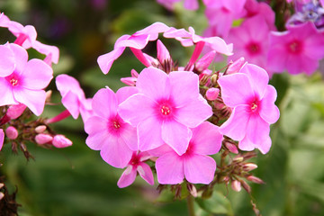 phlox drummondii flowers in the wild