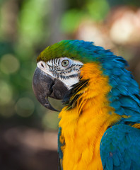 Blue-and-Yellow Macaw,Ara ararauna,