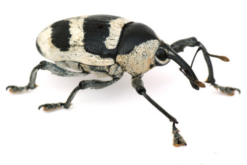 weevil on the white paper