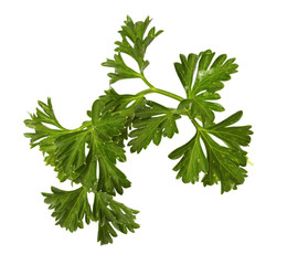 parsley isolated on white background