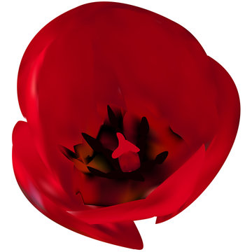 coquelicot