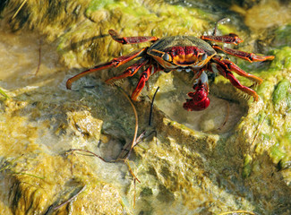 red crab