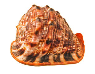 shell
