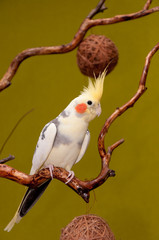 Parrot cockatiel