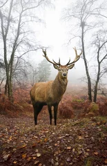  Edelhert hert in mistige mistige herfst boslandschap bij dageraad © veneratio