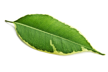 closeup of green leaf