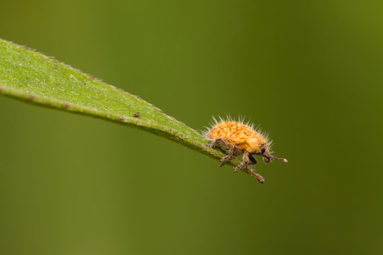 weevil