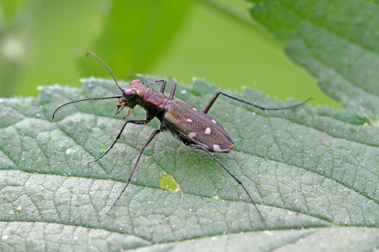 tiger beetles