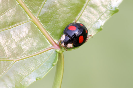 a kind of lady beetles