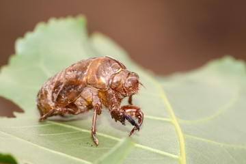 insects shell