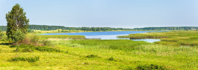 Summer rushy lake panorama