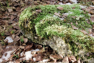 Moss on the stone