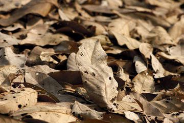 dried leaves fallen in dry season