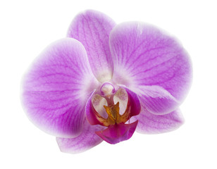 Fototapeta na wymiar Purple Orchid Blossom Isolated