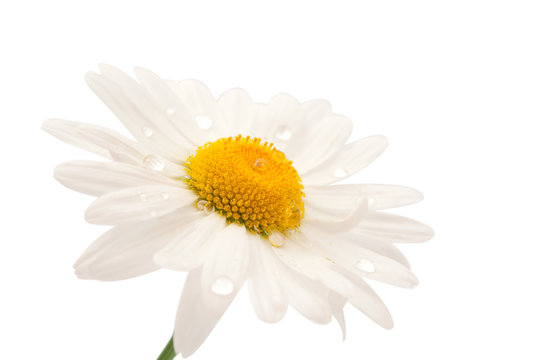 daisy with dew drops isolated