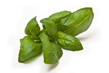Fresh Basil leaves isolated on a white studio background.