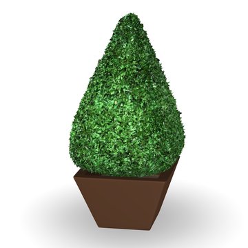 3d Render Of Buxus Plant