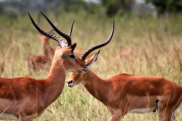 Antilope in Akagera National park in Rwanda