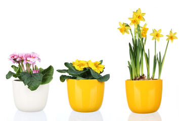 Spring flowers in flowerpots, isolated on white background