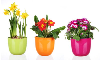 Spring flowers in flowerpots on white background