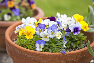 Violet Planters