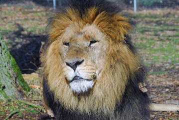 tête de lion2