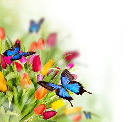 Spring flowers with exotic butterflies