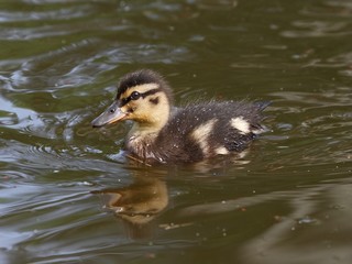 Small Duckling swims on the surface of water. Spring.