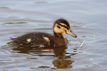 Small Duckling swims on the surface of water. Spring.