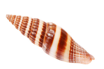 Brown-white seashell