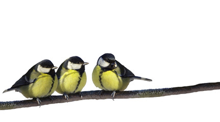 Perching birds