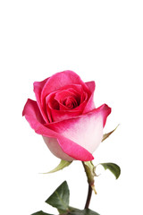 delicate pink rose isolated on a white