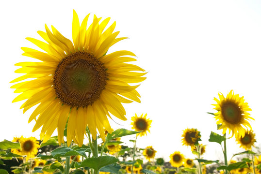 Beautiful sunflowers