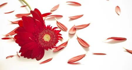 Papier Peint photo autocollant Gerbera fleur rouge