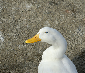 White Duck