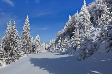 Fototapeta na wymiar forest with pines in winter