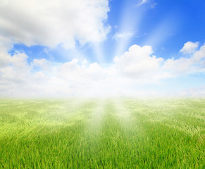 Fototapeta na wymiar green grass with blue sky and sunshine