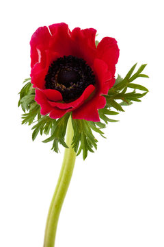 Single Red Anemone