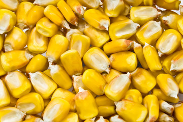 Corn beans background
