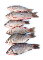 Fresh fishes isolated on white