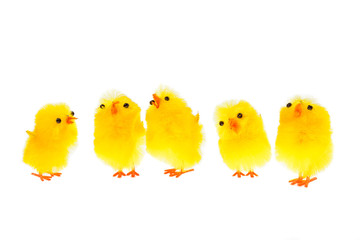 yellow chicklings
