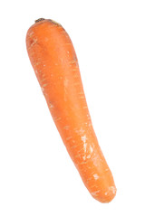 Carrot