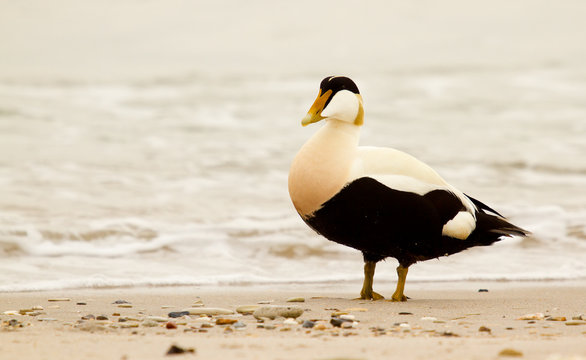 A common eider is walking on the beach
