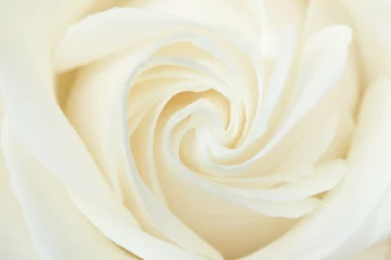 Photo sur Plexiglas Roses Un gros plan d& 39 une rose blanche