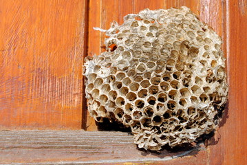 empty bee hive on a wooden window