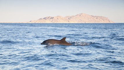Dolphin in beautiful scenery