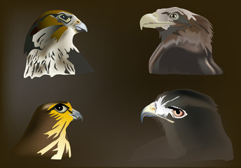 four eagles portraits on dark background