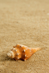 shell on the beach
