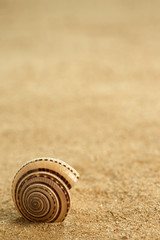 shell on the beach